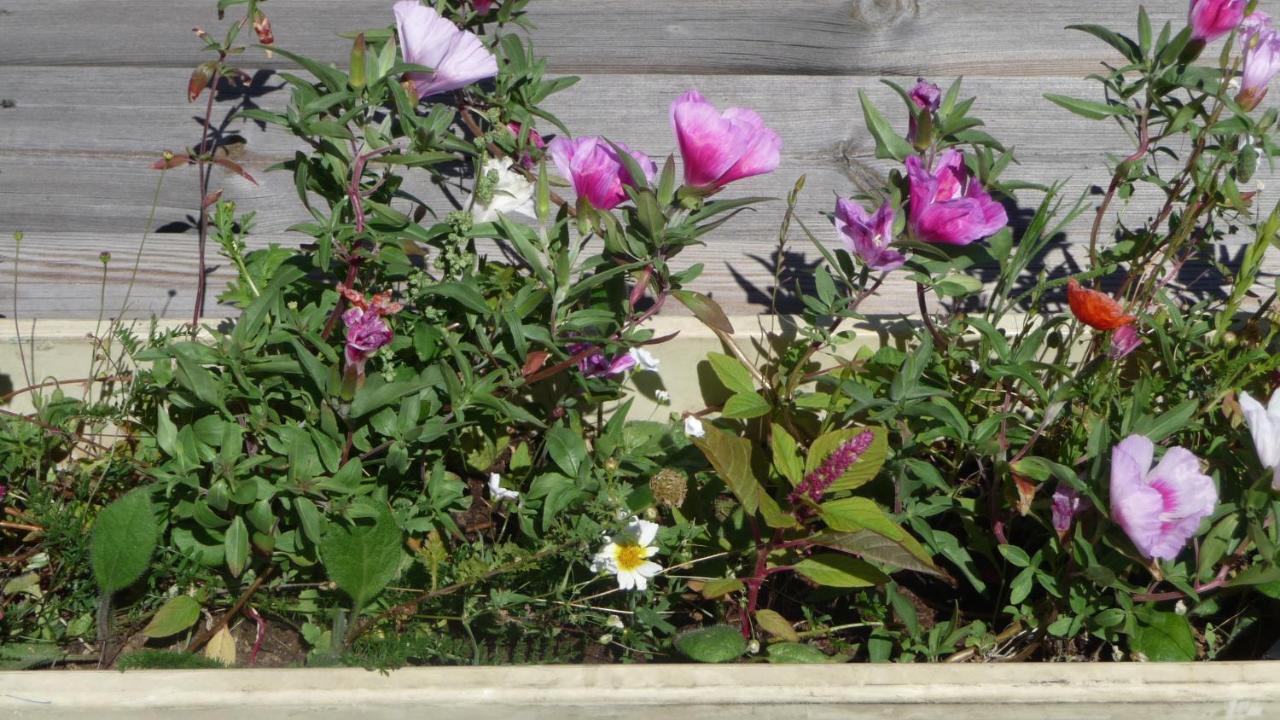Logis La Rose Des Vents 호텔 볼빅 외부 사진